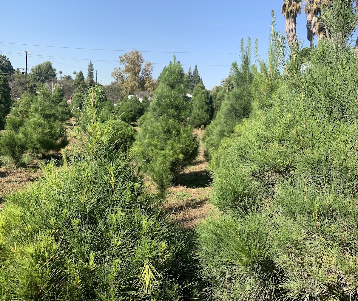 Richfield Pines Christmas Tree Farm in Yorba Linda, California