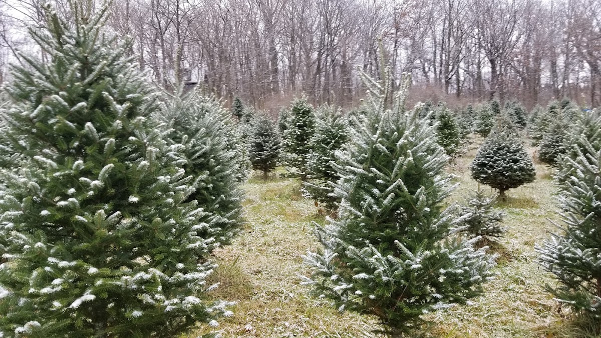 Ridgetop Trees in Verona, Wisconsin