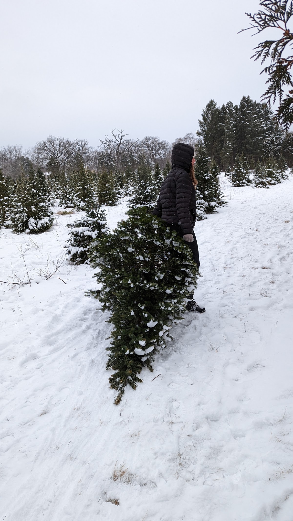Riehle's Tree Farm in Dousman, Wisconsin