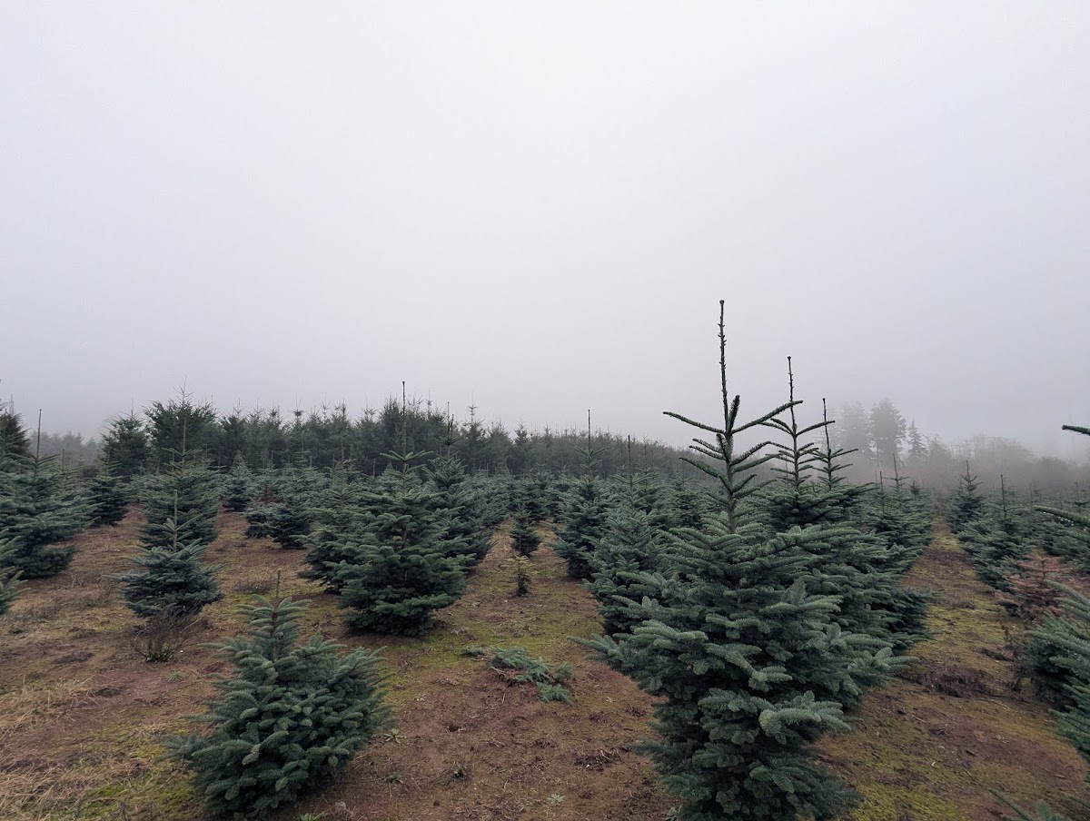 Riley Creek Tree Farm in La Center, Washington