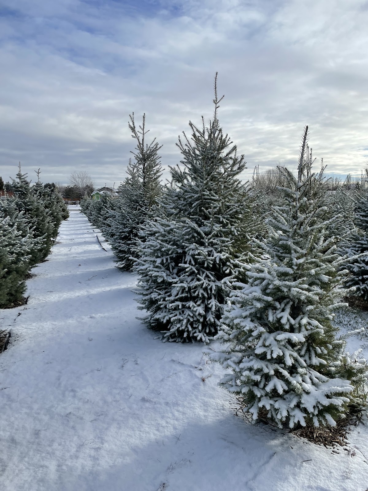 Risen Christ Christmas Trees in Boise, Idaho