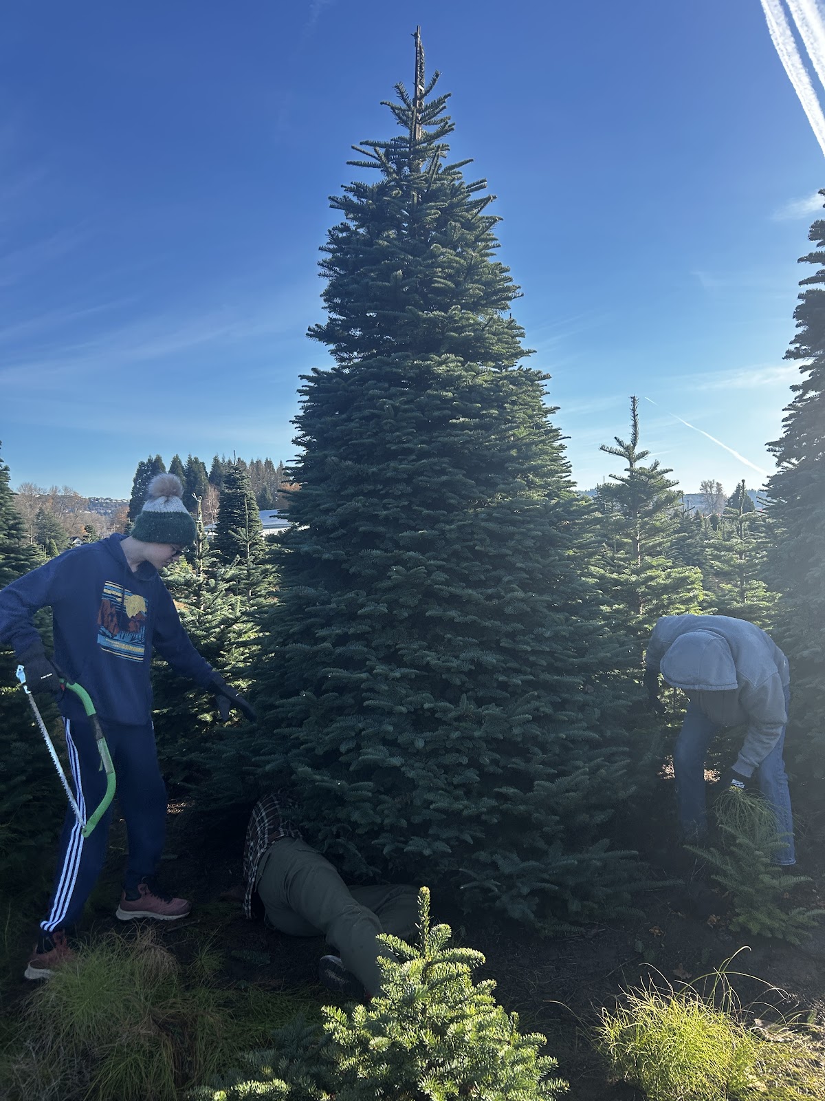 Riverlook Tree Farm in Puyallup, Washington