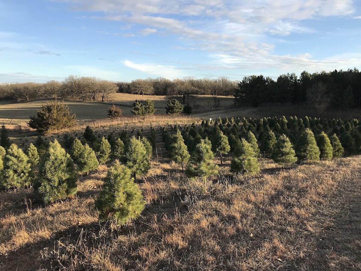 Riverpine Christmas Trees in Glenwood, Minnesota