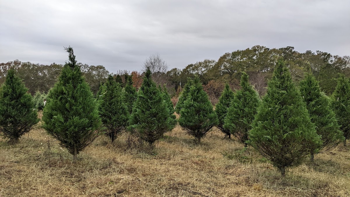 Roberts Christmas Tree Farm in Byron, Georgia