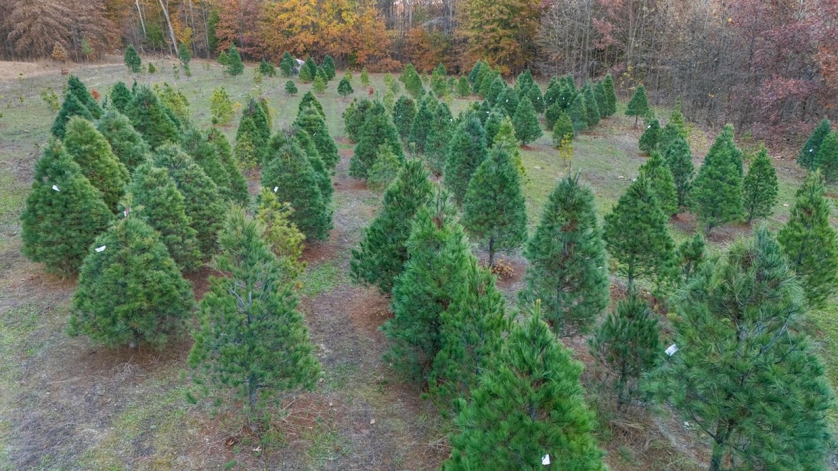 Roberts Tree Farm Indiana in Seymour, Indiana