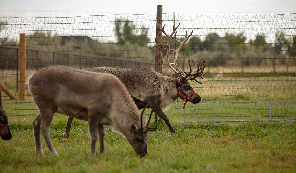 Rockin Reindeer Ranch in Ogden, Utah