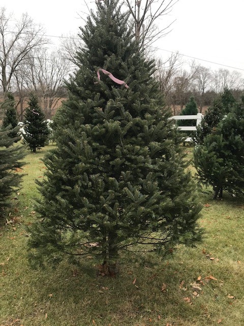 Rockville Tree Farm in Worthington, Iowa