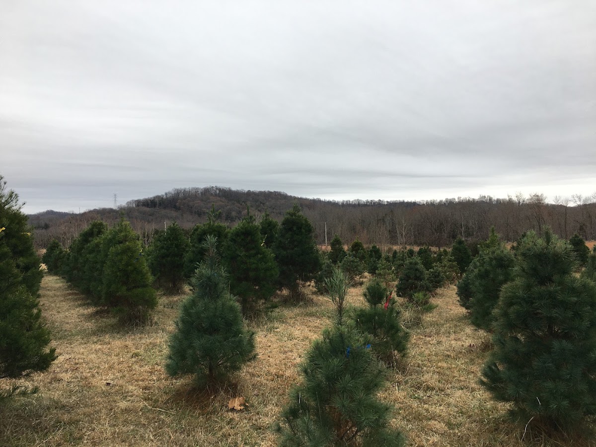 Rocky Point Tree Farm in Cookeville, Tennessee