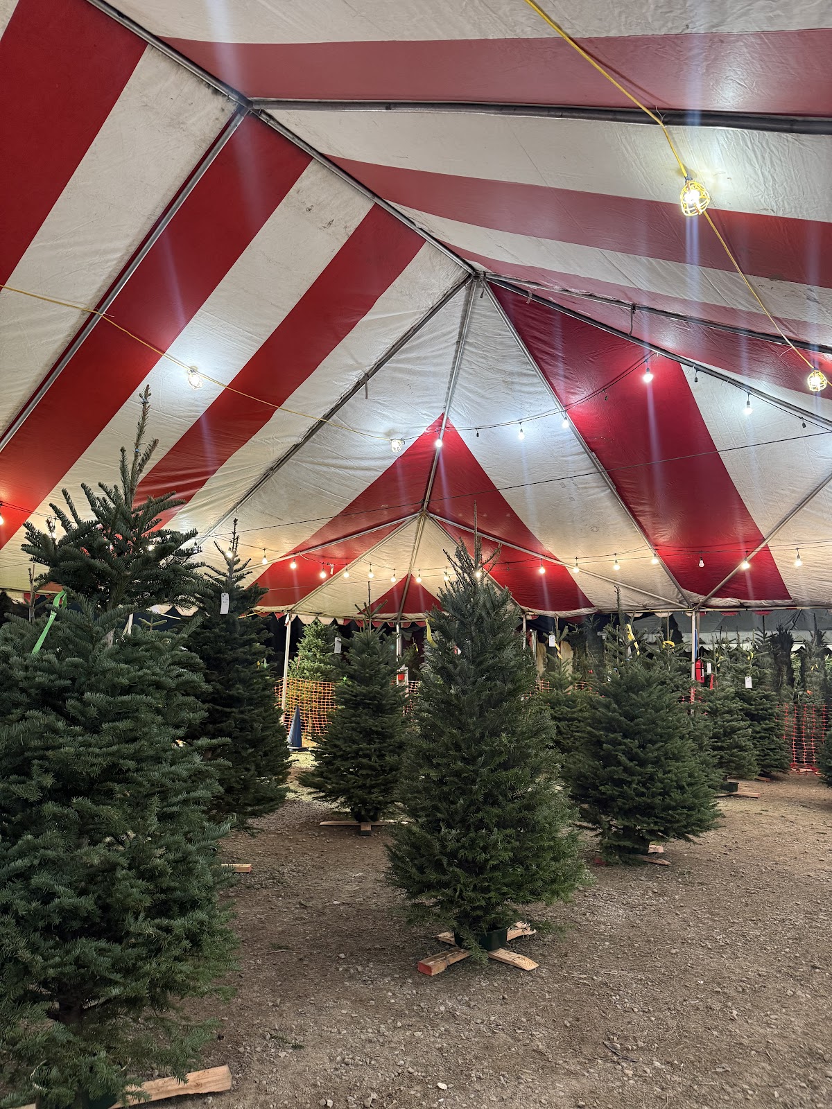 Rodgers Christmas Trees in Anaheim, California
