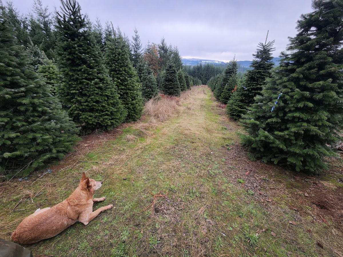 Rodriguez Christmas Tree Farm in Sweet Home, Oregon