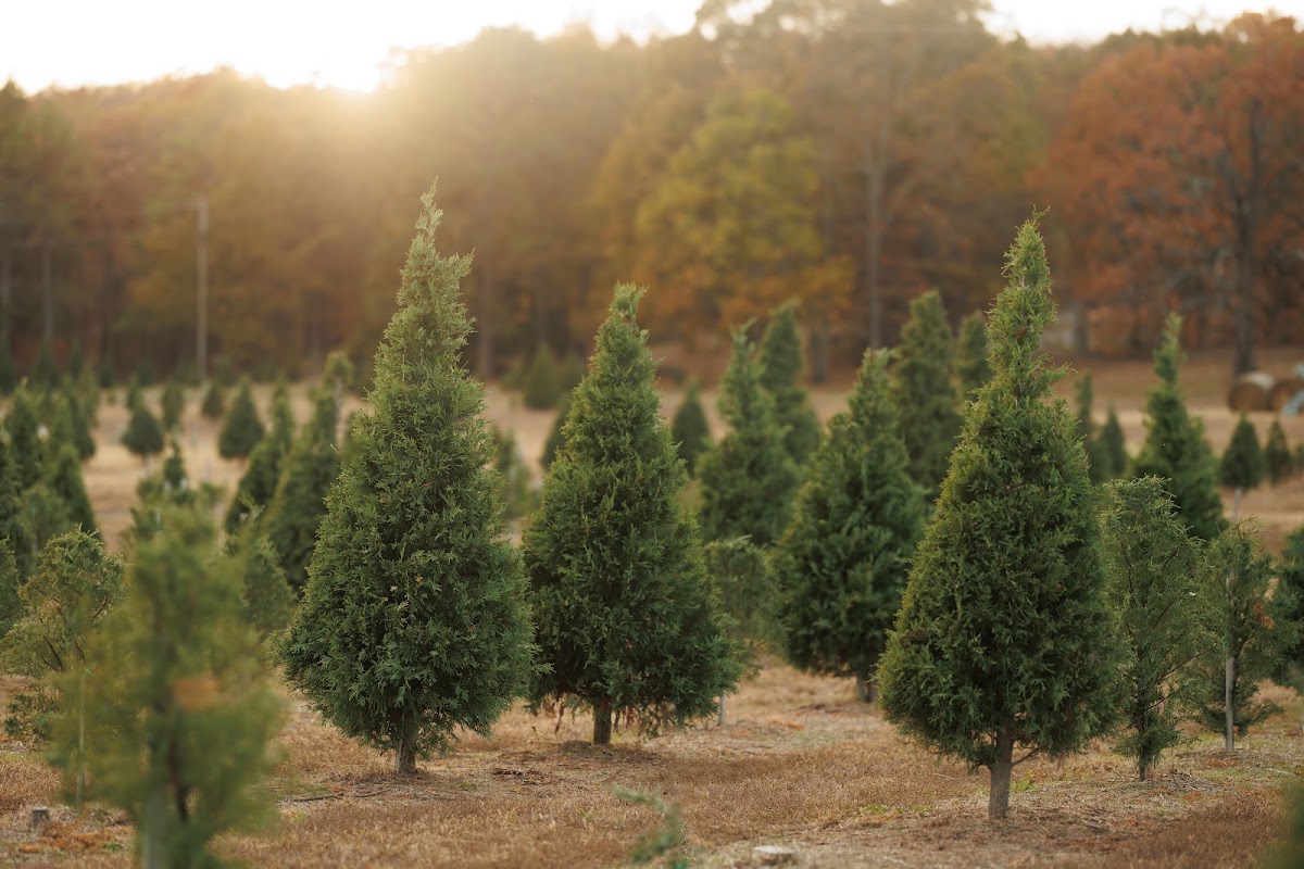 Romance Christmas Tree Farm in Romance, Arkansas