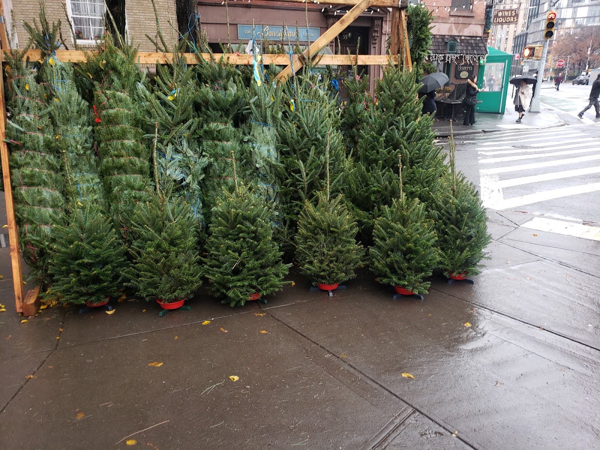 Romp Family Christmas Trees in New York, New York