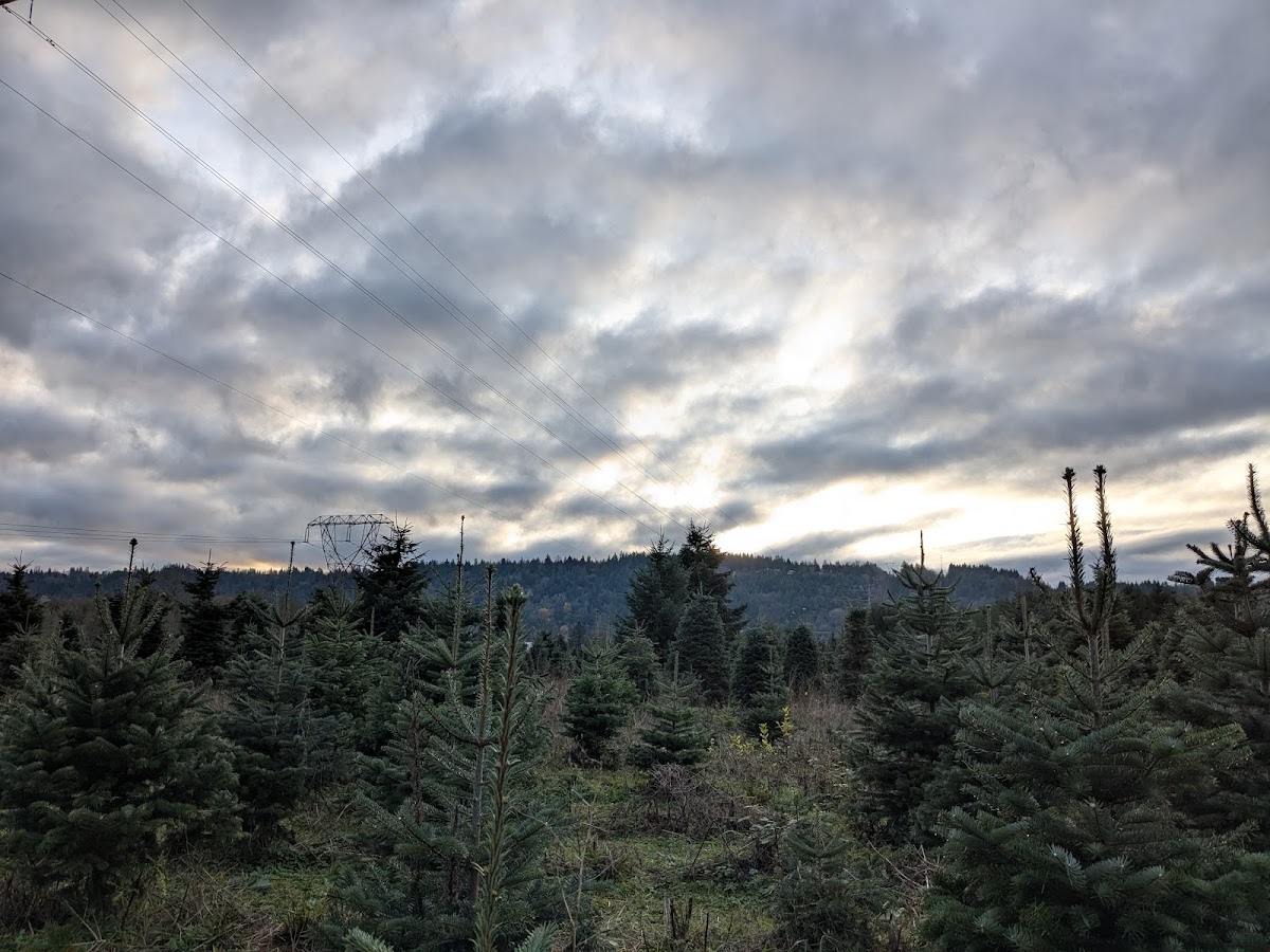 Ronnei Christmas Tree Farm in Carnation, Washington