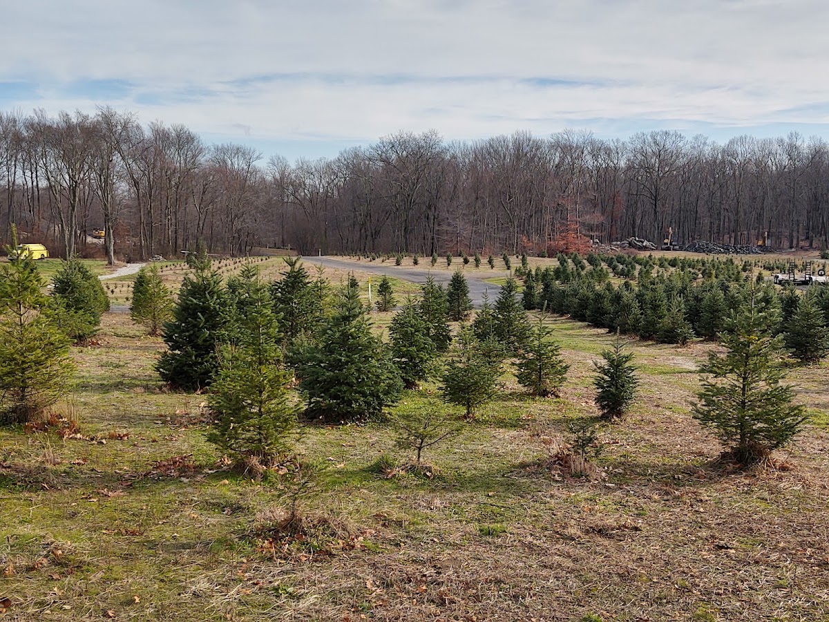 Rossi's Tree Farm in Cranston, Rhode Island