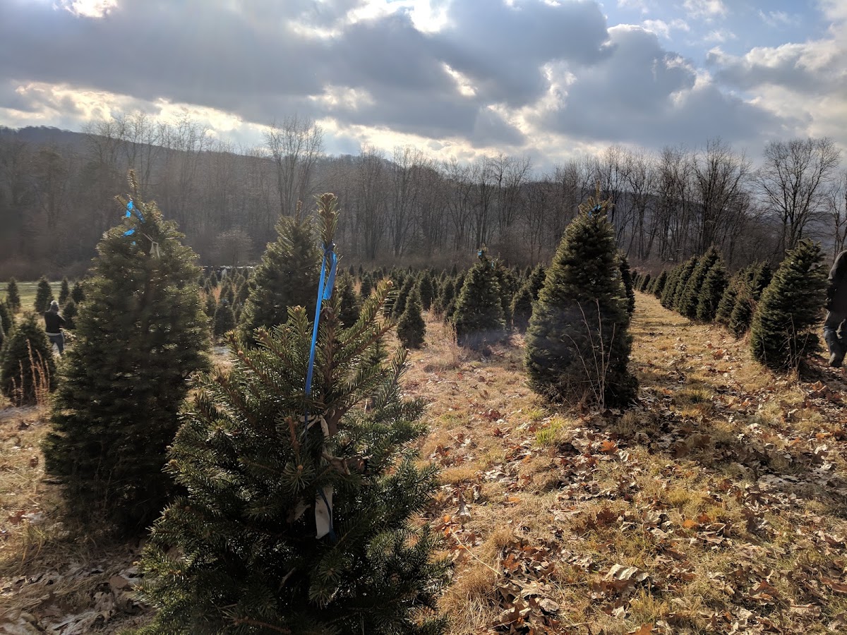 Ruffing's Tree Farm in Indiana, Pennsylvania