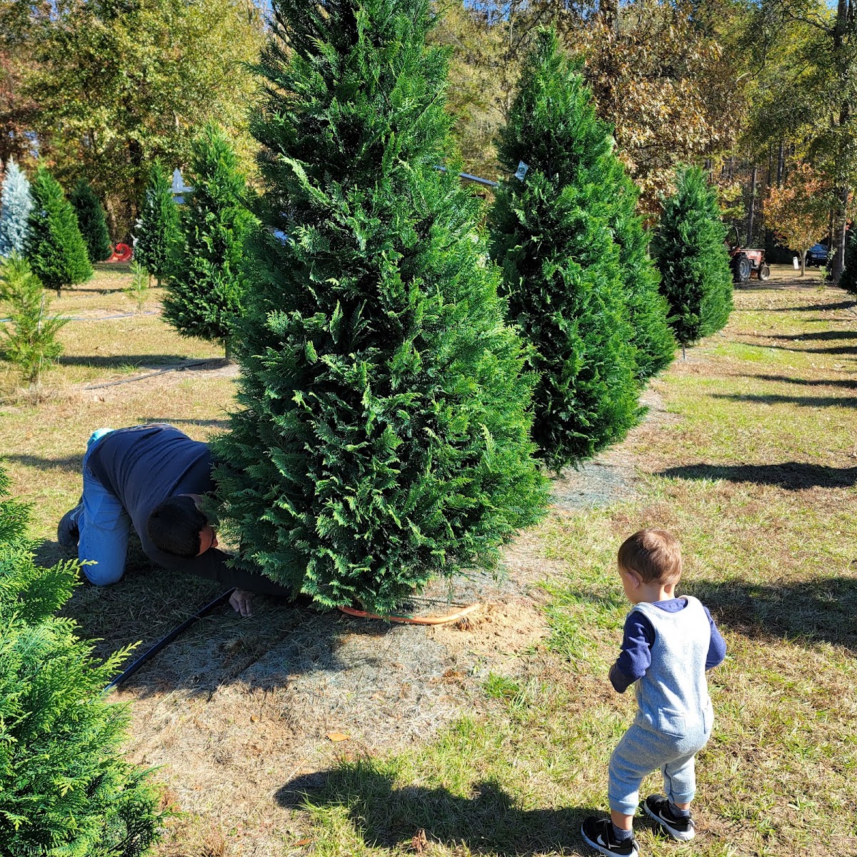 Saline Creek Christmas Tree Farm in Goldonna, Louisiana