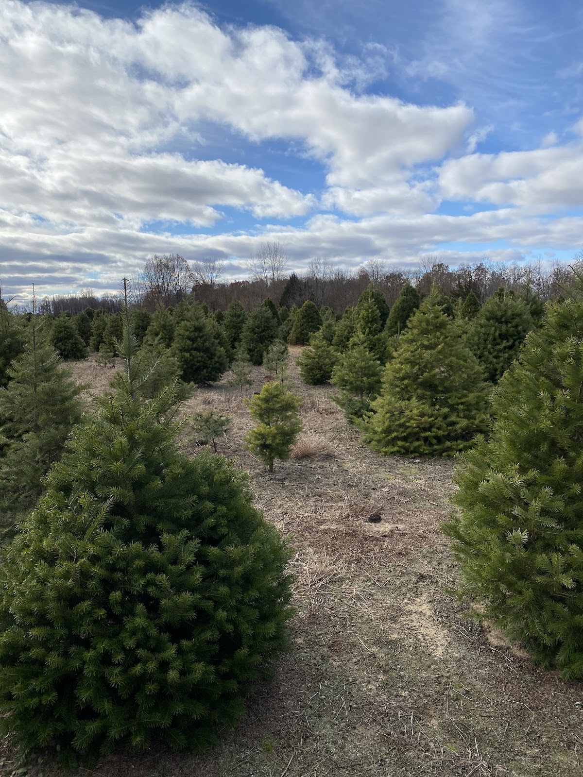 Salsberry Christmas Trees in Delta, Ohio