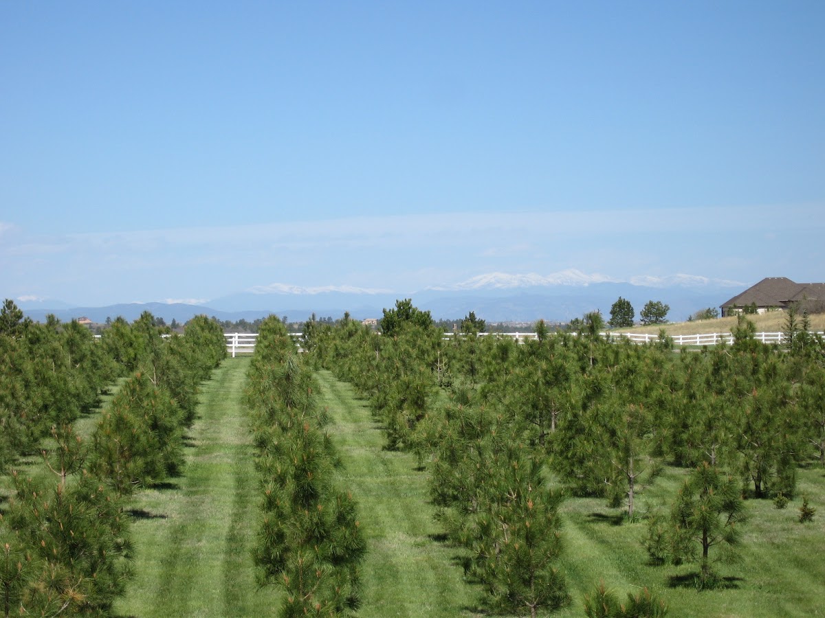 Sample Tree Farm in Franktown, Colorado