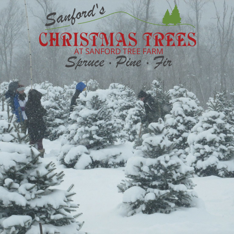 Sanford Tree Farm LLC Youngsville, PA in Youngsville, Pennsylvania