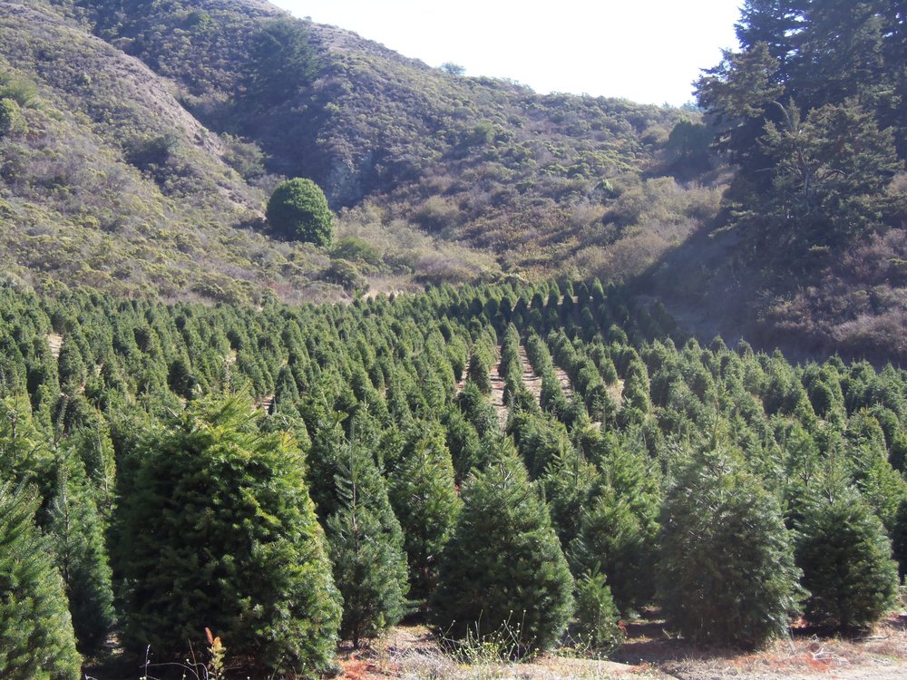 Santa's Tree Farm in Half Moon Bay, California