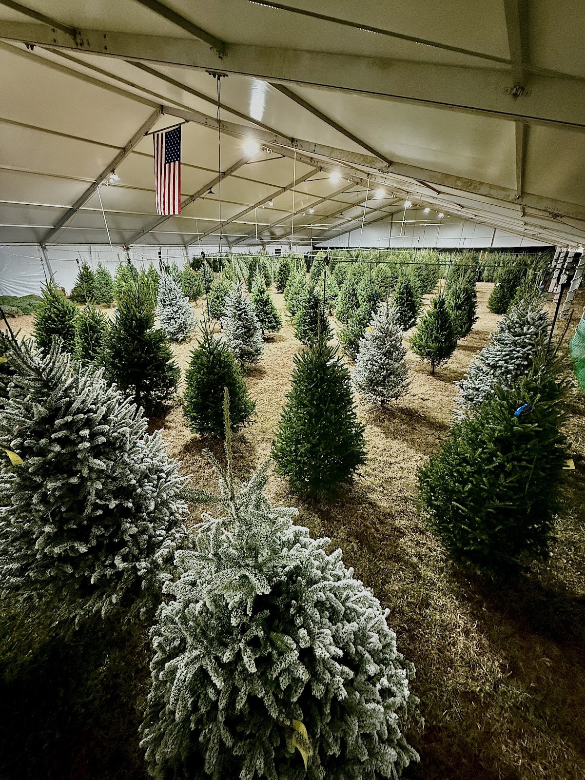 Santa's Tree Farm in Palmetto Bay, Florida