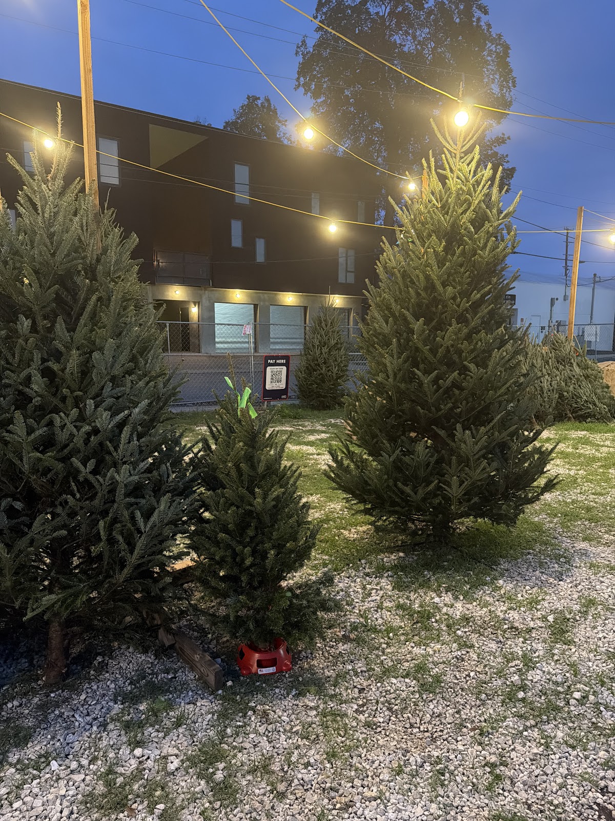 Santa's Tree Lot in San Antonio, Texas