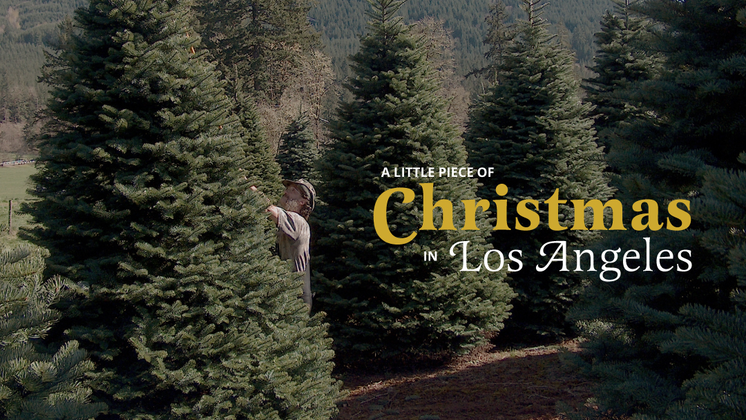 Santa & Sons Christmas Trees in Los Angeles, California
