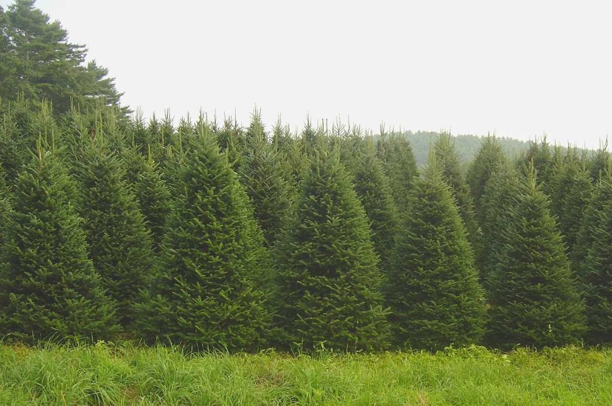 Santas Christmas Trees in Mt. Juliet, Tennessee