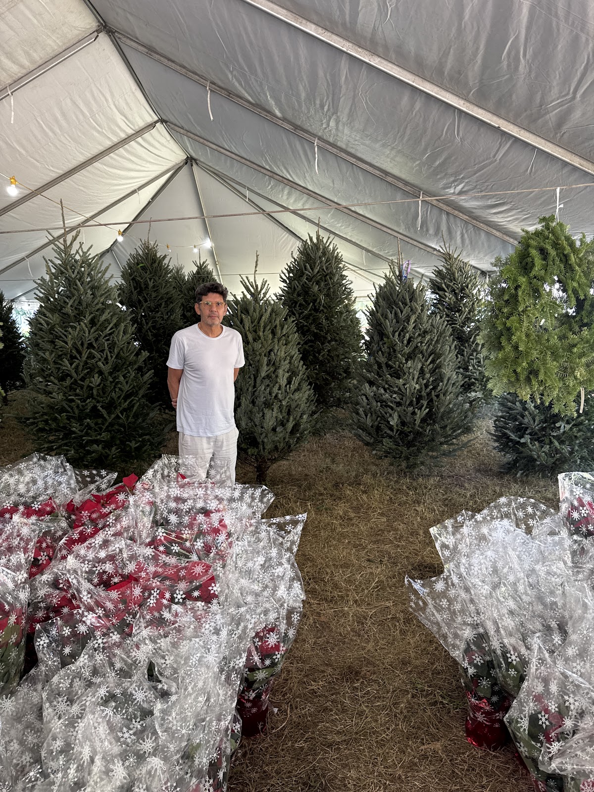 SantasGarden Christmas Trees in Miami, Florida