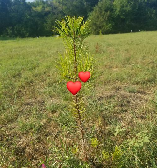 Saskatoon Christmas Tree Farm in Farmersville, Texas