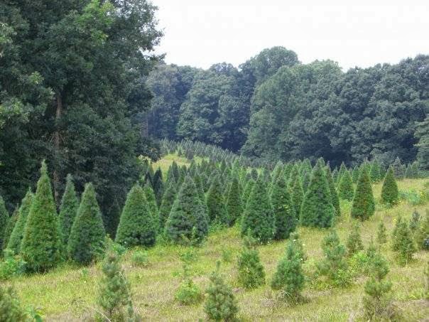 Scherle Tree Farm in Dubois, Indiana