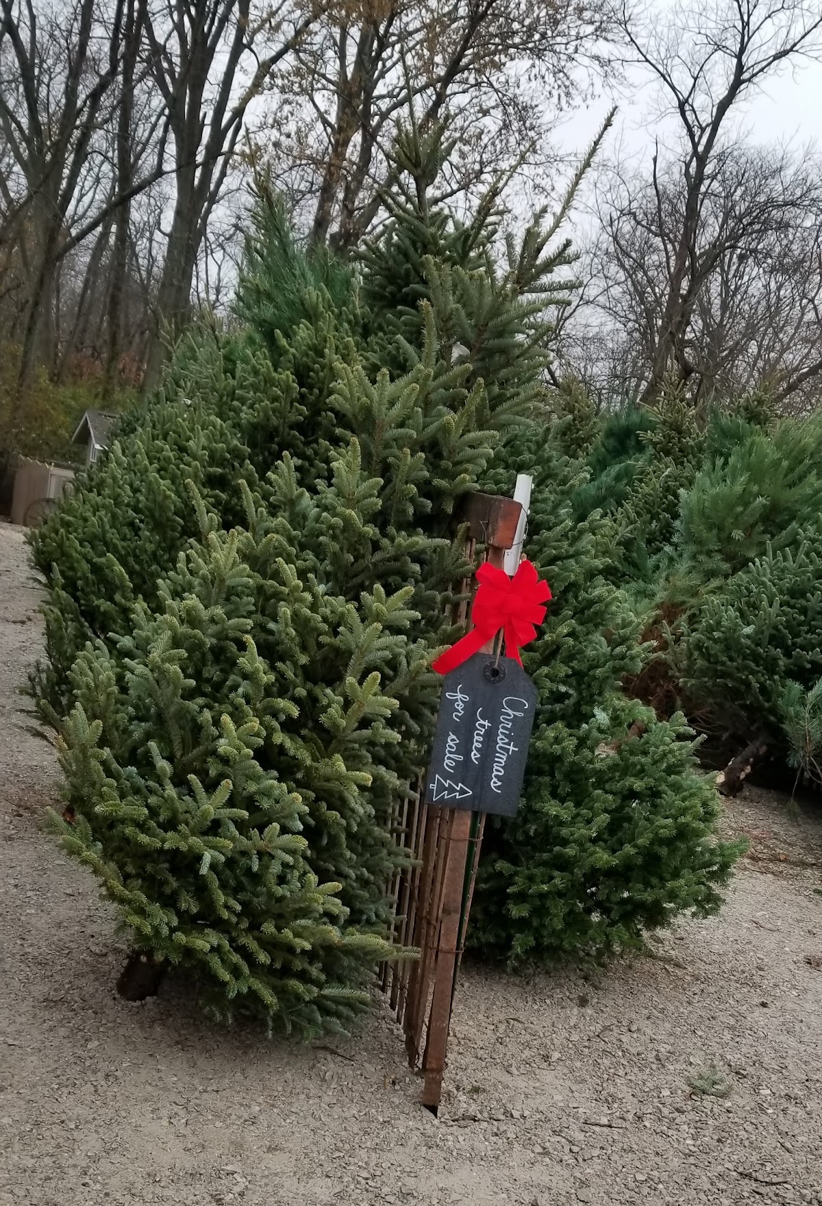 Schmitt Family Tree Farm in Paris, Illinois