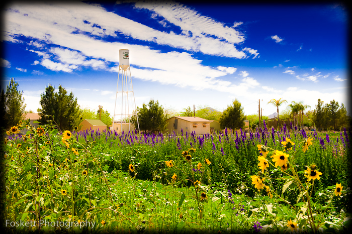 Schnepf Farms in Queen Creek, Arizona