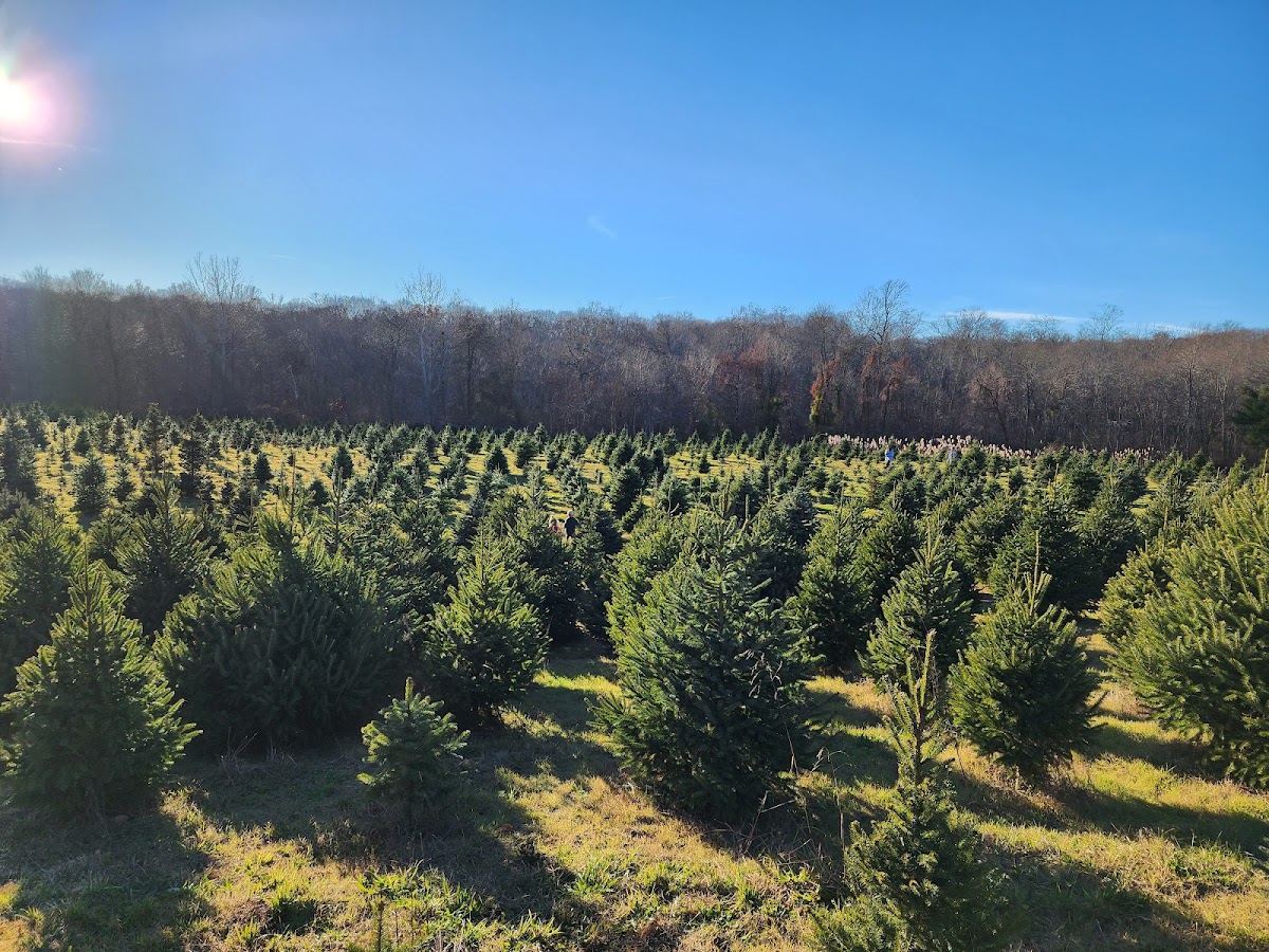Schrempp’s Tree Farm in Clinton, Connecticut
