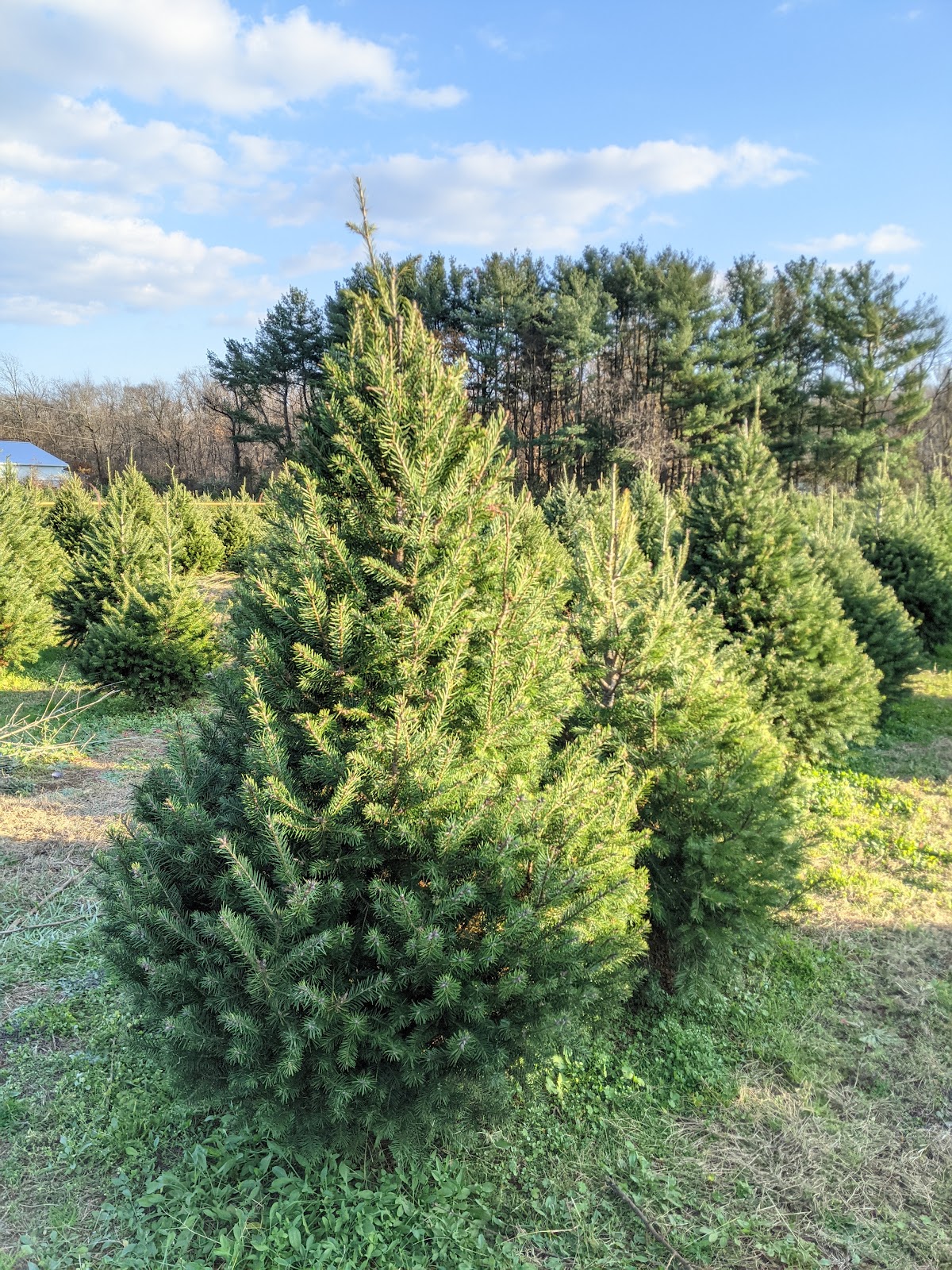 Schreppler's Fir Tree Acres in Magnolia, Delaware