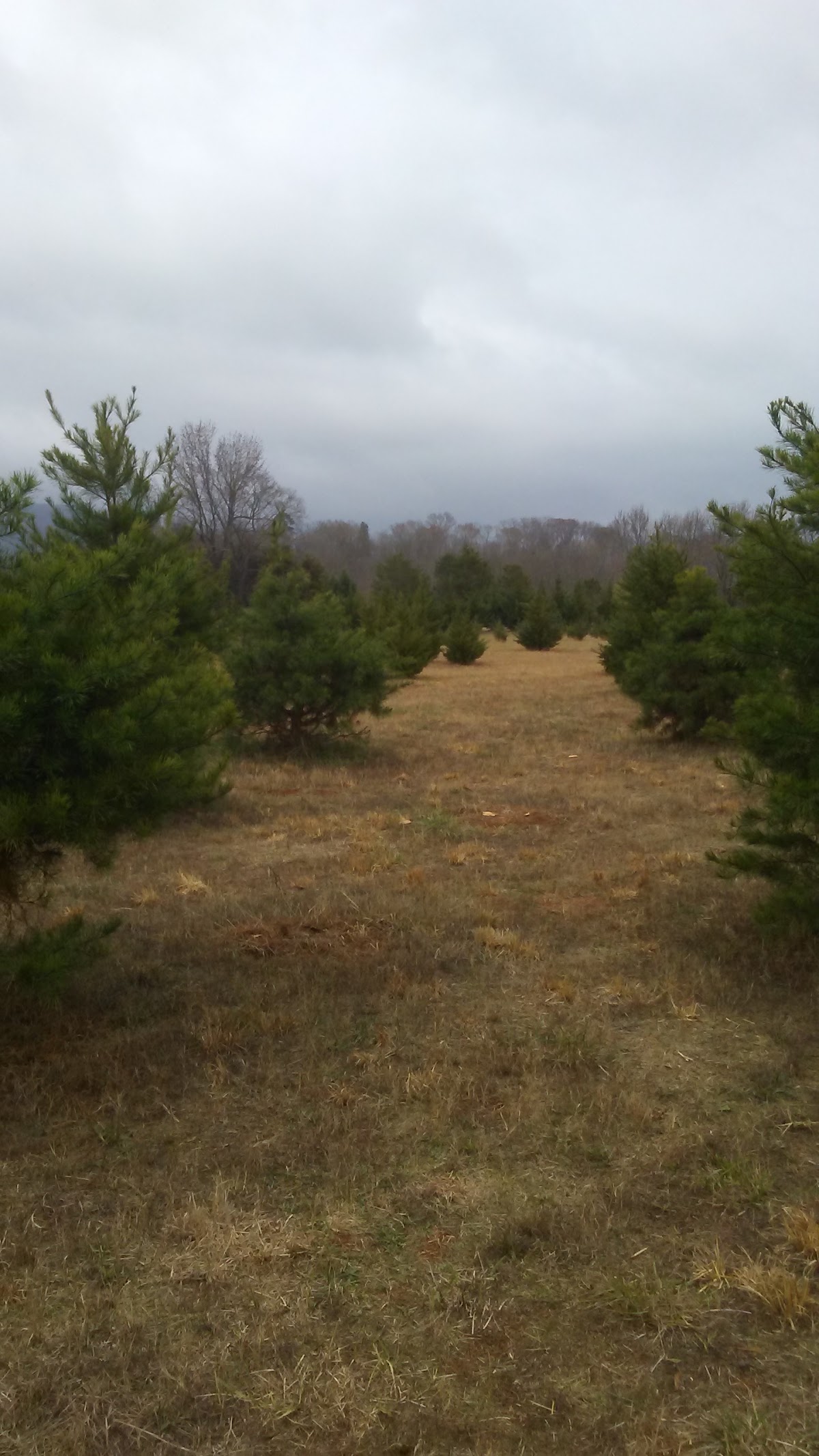 Schwerman Christmas Tree Plantation in Laceys Spring, Alabama