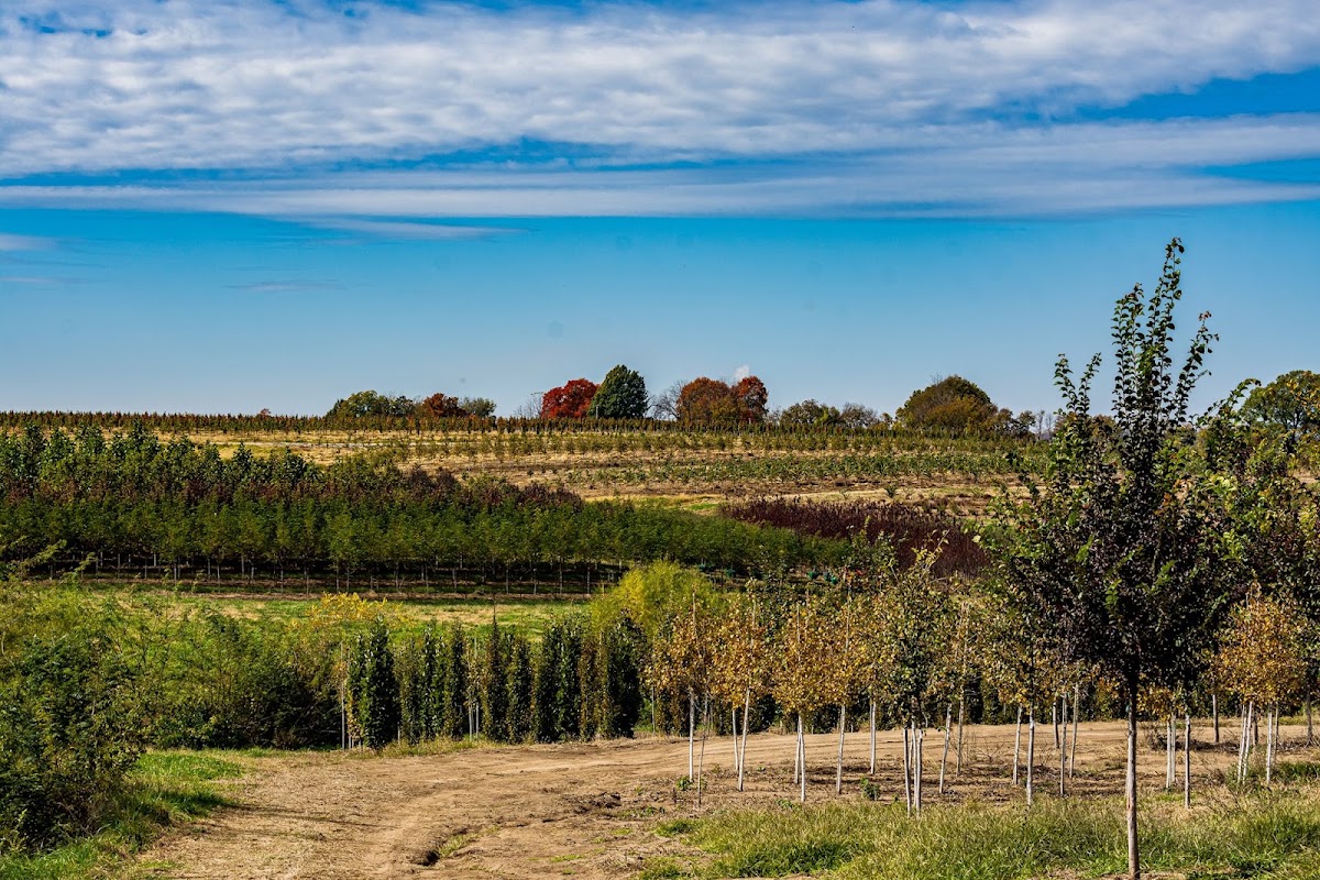 Schwope Brothers Tree Farms in Independence, Missouri