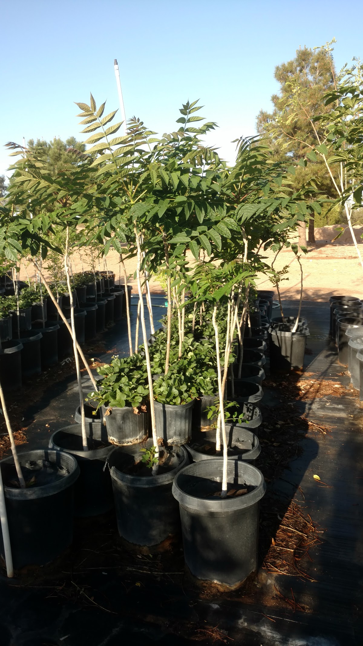 Scotty's Tree Farm LLC in Surprise, Arizona