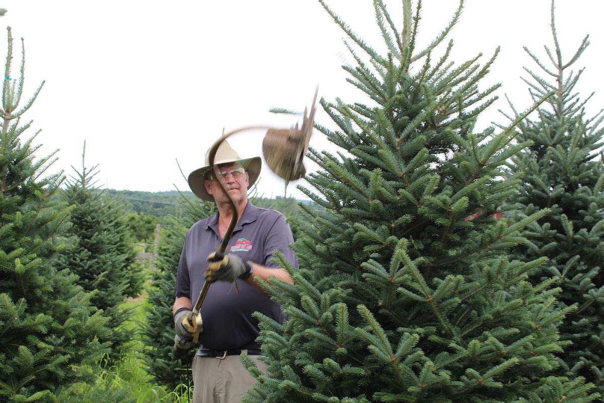 Seekonk Tree Farm in Great Barrington, Massachusetts