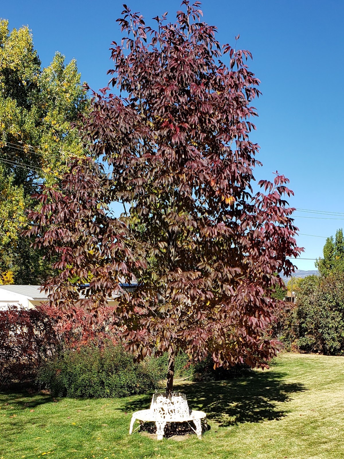 Seufer Tree Farm. in Cañon City, Colorado