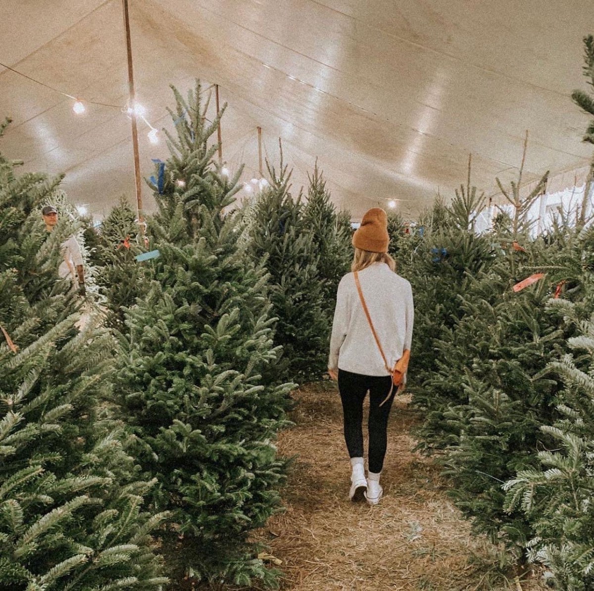 Severts Tree Farm in Jacksonville, Florida