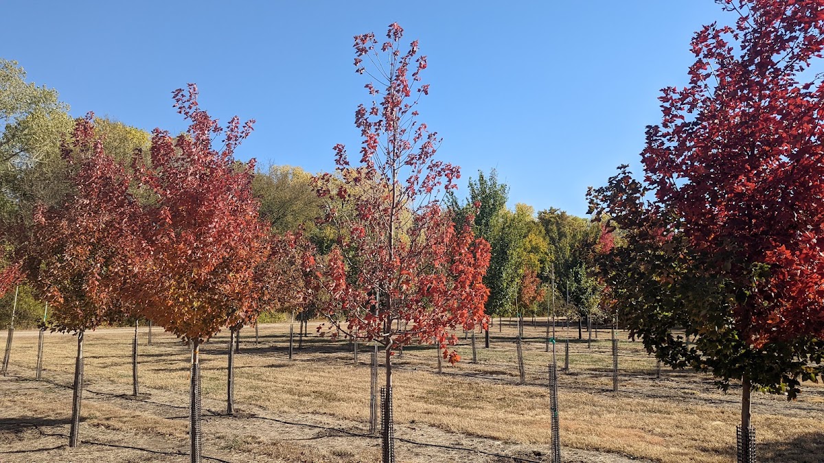 Sha-Na-Kee Tree Farm in Hesston, Kansas