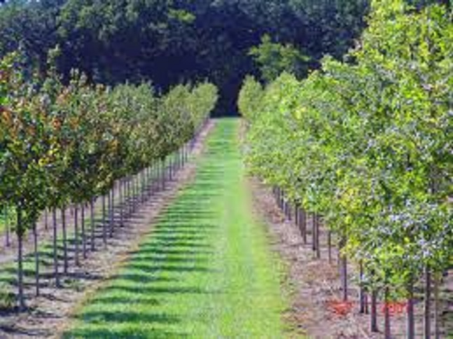 Shade Today Tree Moving & Tree Farm in Bozeman, Montana