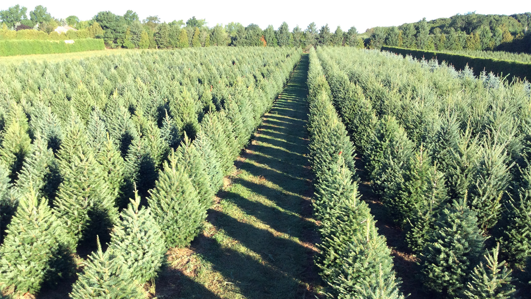 Shamrock Christmas Tree Farm in Mattituck, New York