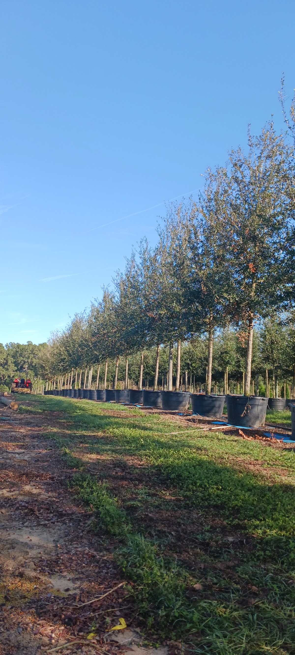 Sharp Tree Farm & Nursery in Floral City, Florida