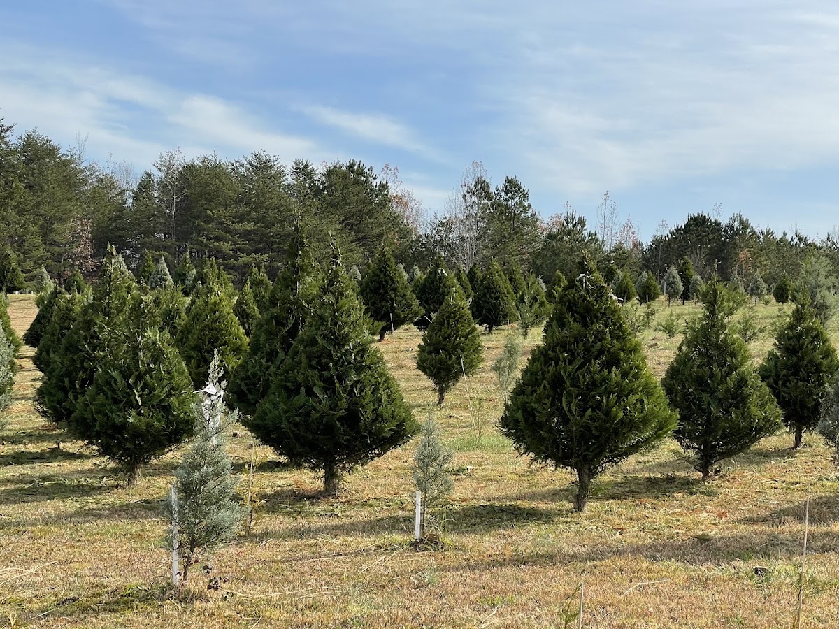 Shell's Christmas Tree Farm in Tuscumbia, Alabama