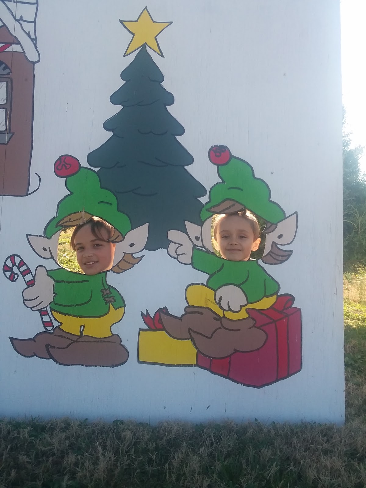 Shine & Lee's Christmas Trees in Newberry, South Carolina