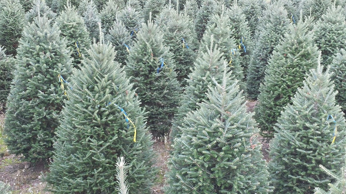 Sibgo Tree Company in Colebrook, New Hampshire