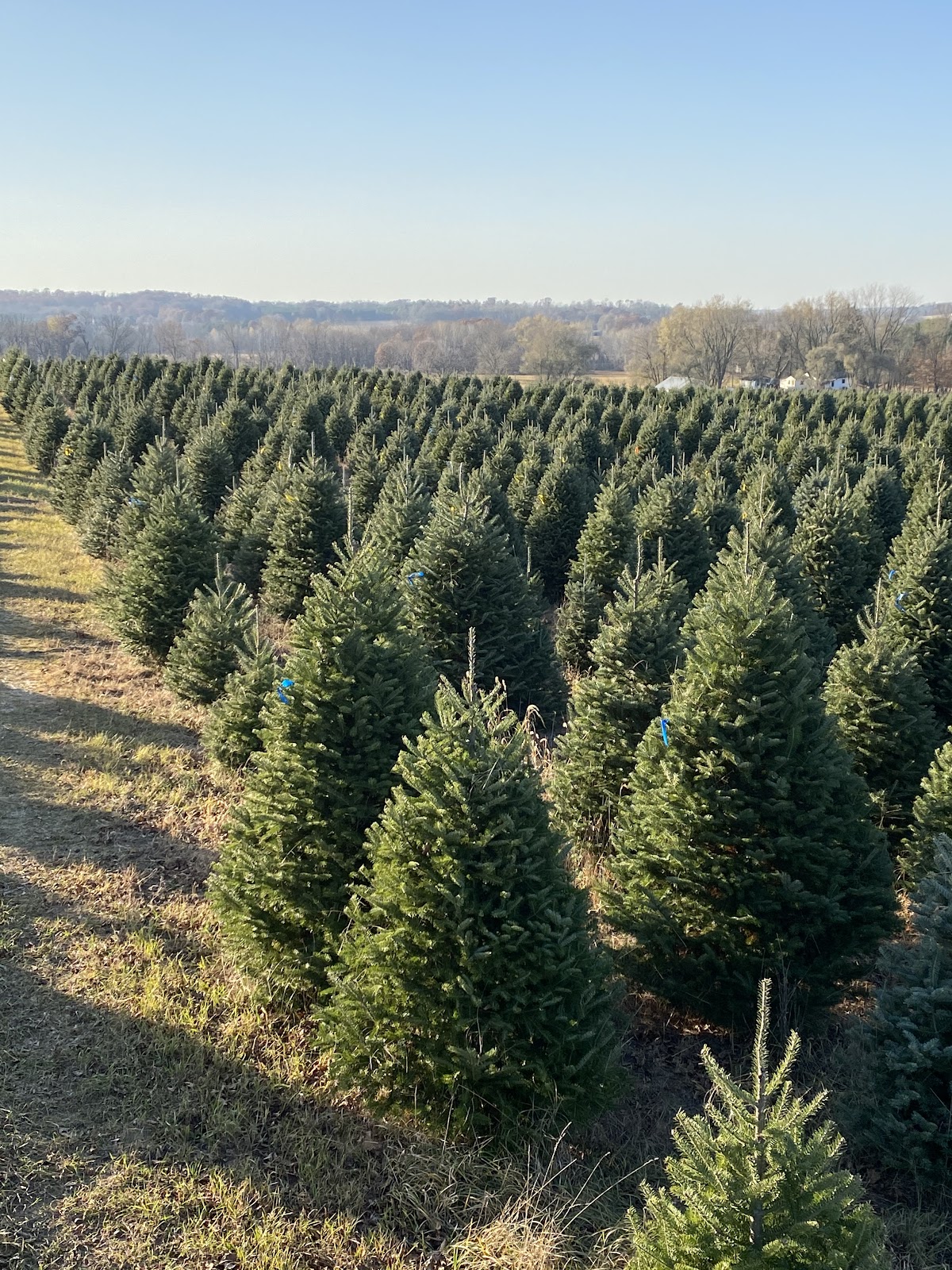 Silent Night Evergreens in Endeavor, Wisconsin