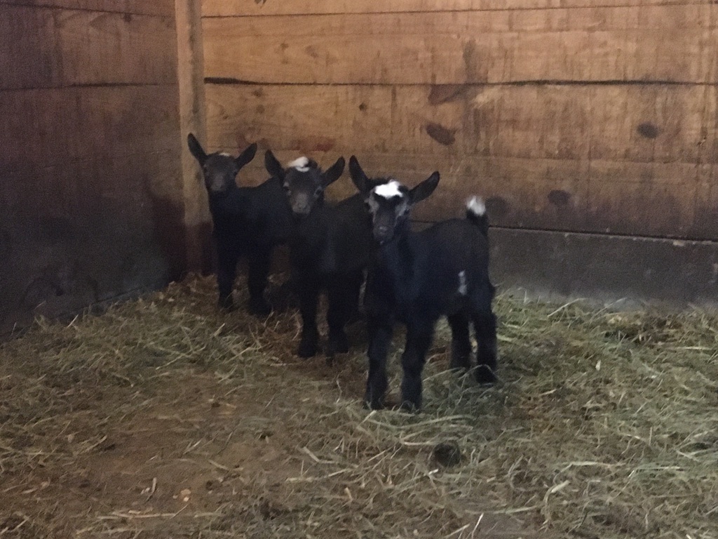 Silk Tree Farm in Exeter, Rhode Island